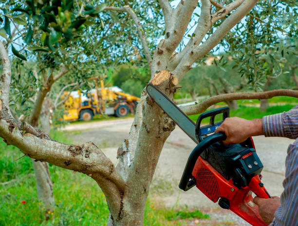  Redington Beach, FL Tree Service Pros